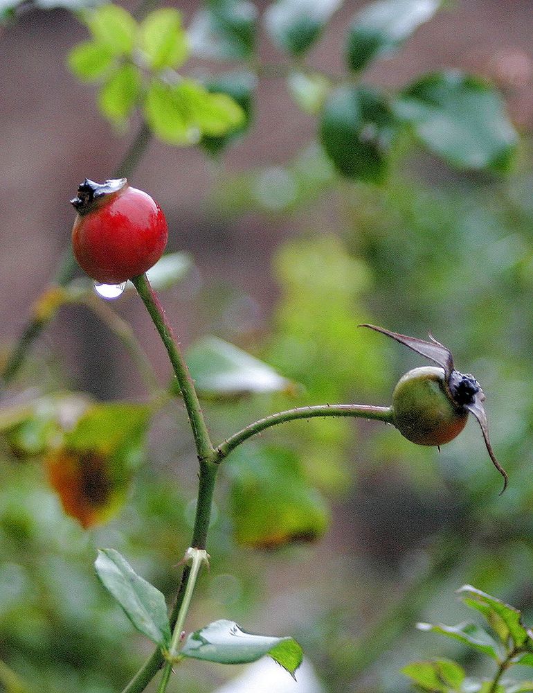 Herbstgruß