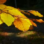 Herbstgruß