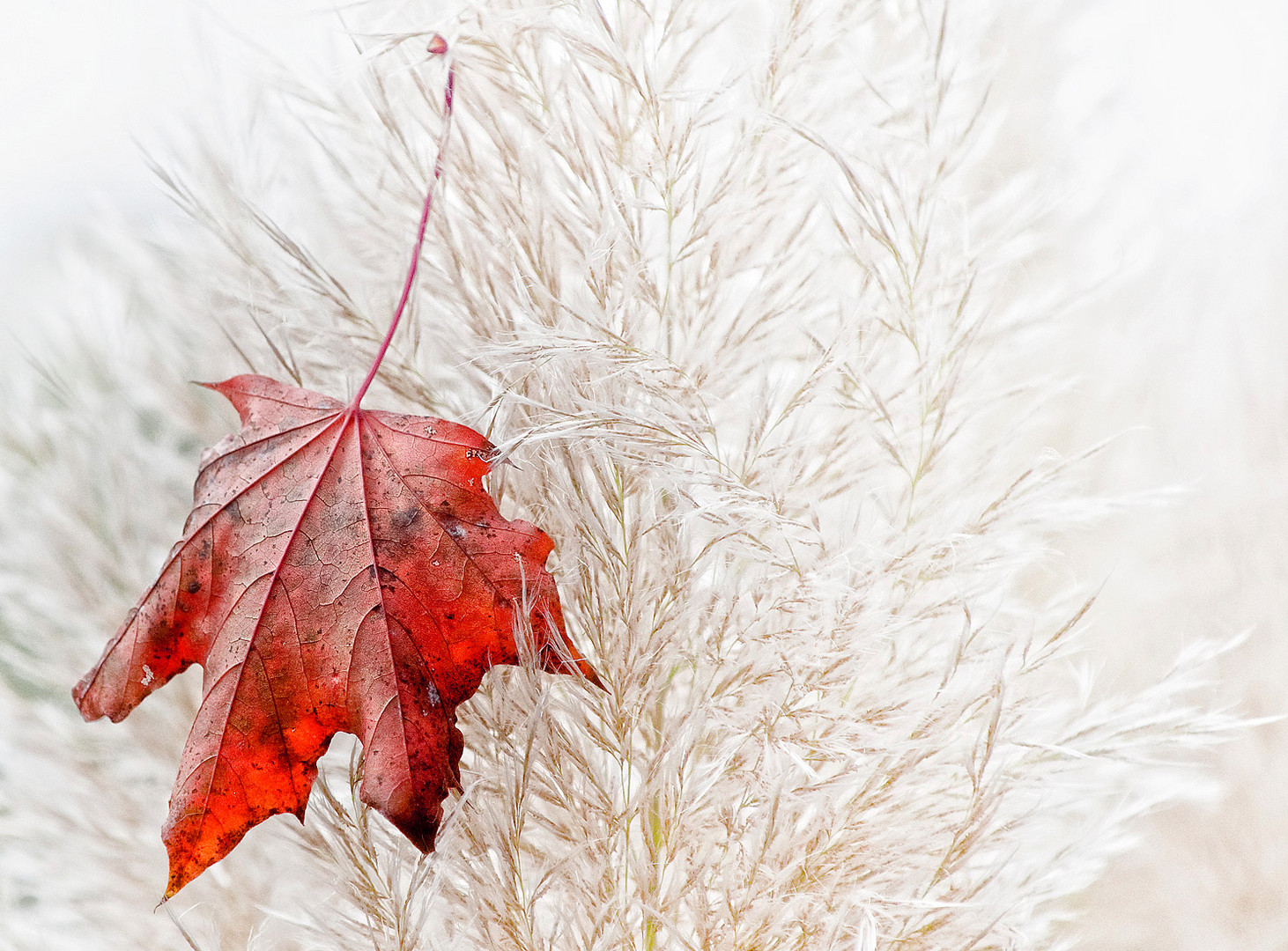 Herbstgruß