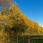 Herbstgruß