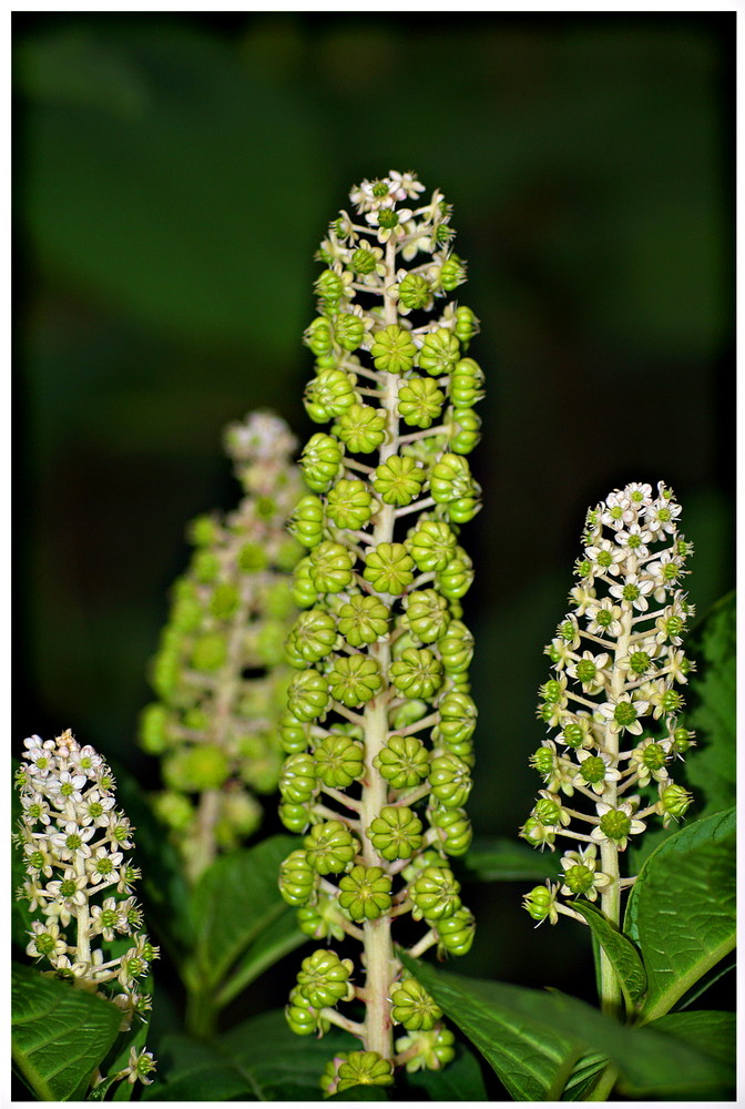 Herbstgruss