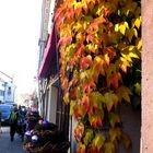 Herbstgruß am Straßenrand