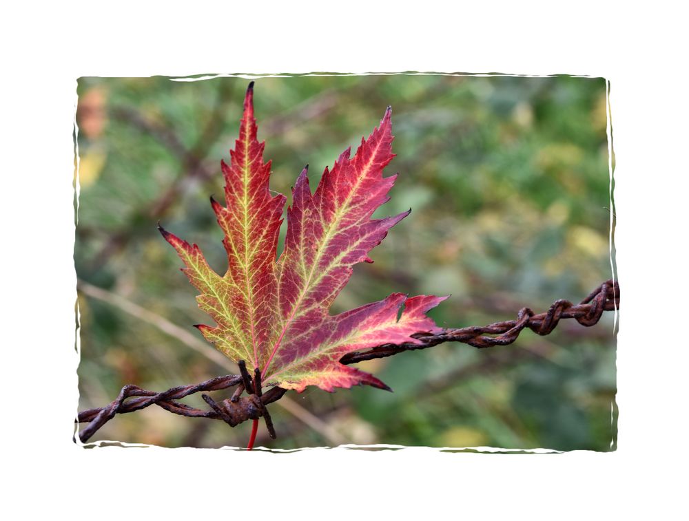 Herbstgruß am Zaun