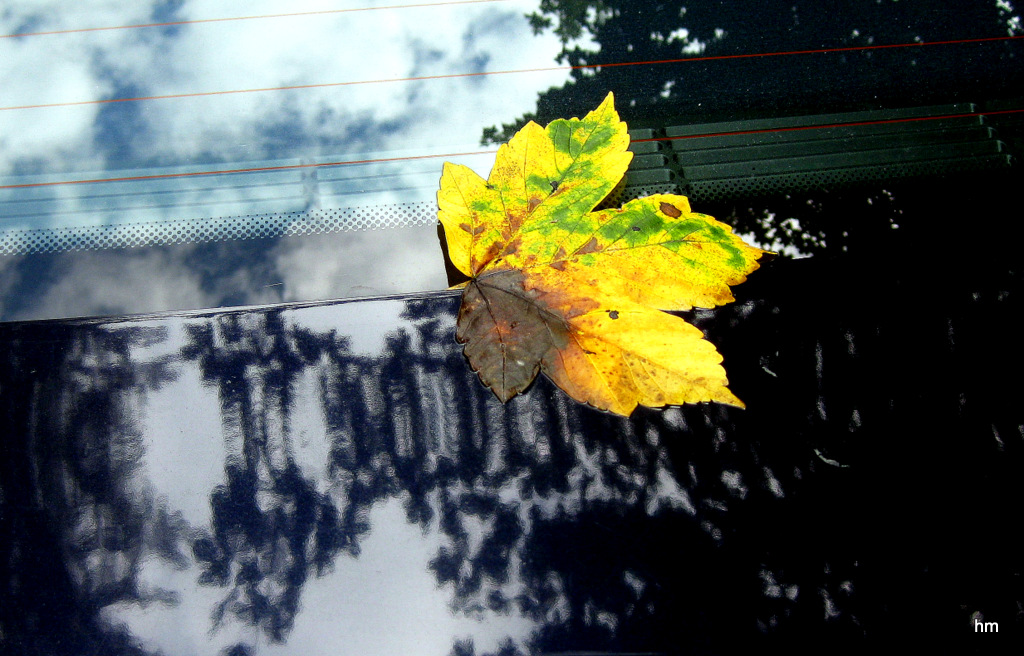 Herbstgruß auf der Motorhaube