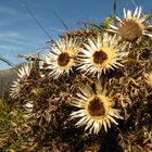 Herbstgruss aus den Bergen