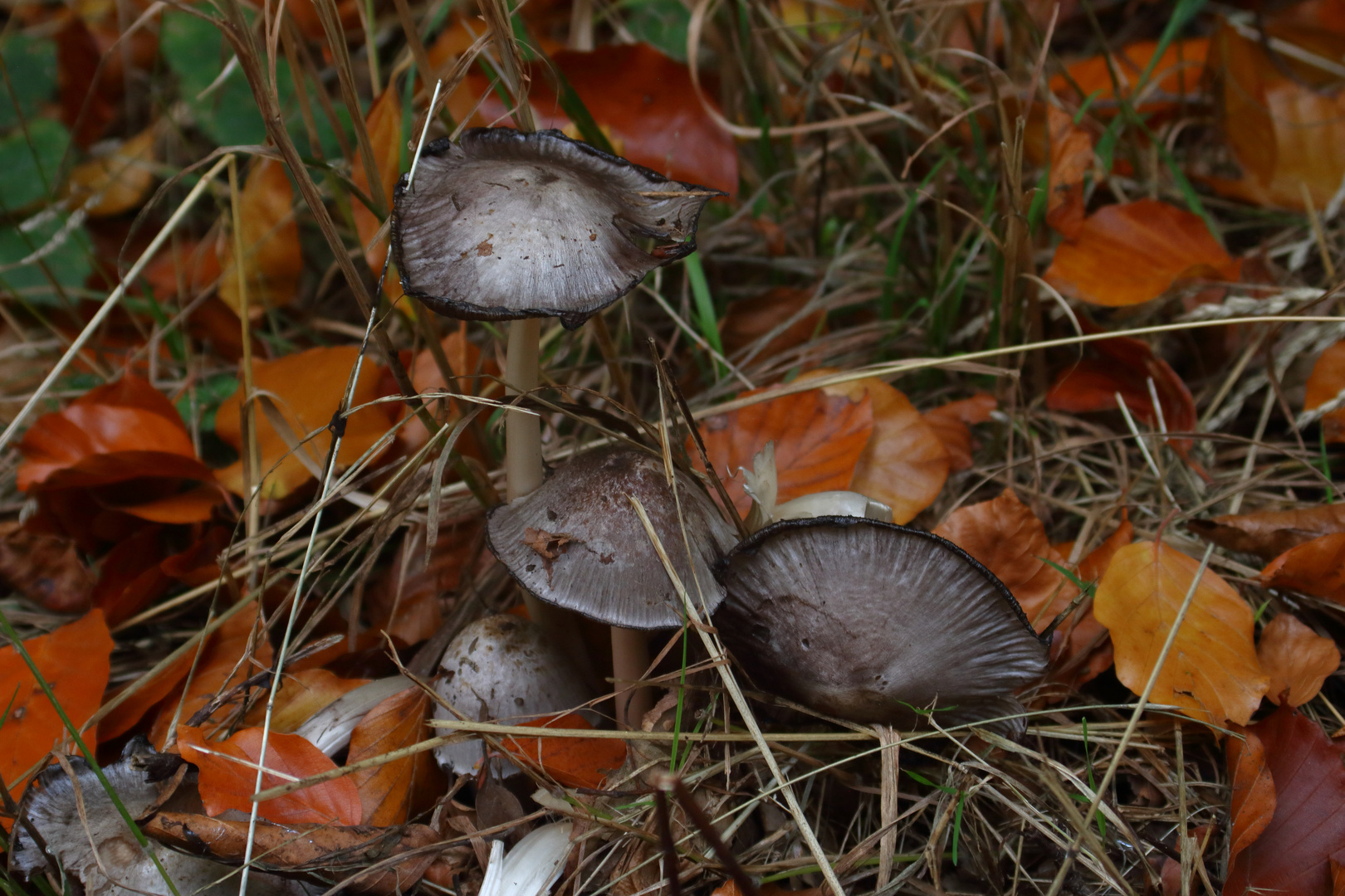 Herbstgruss