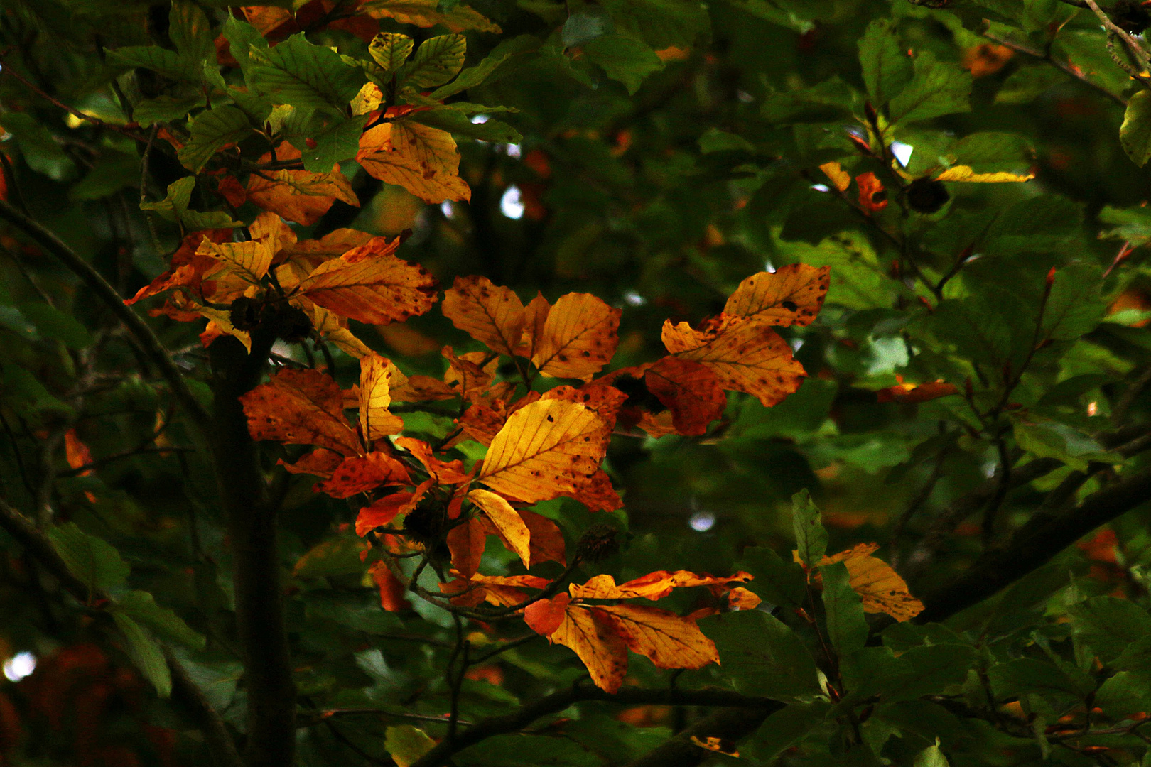 Herbstgruß