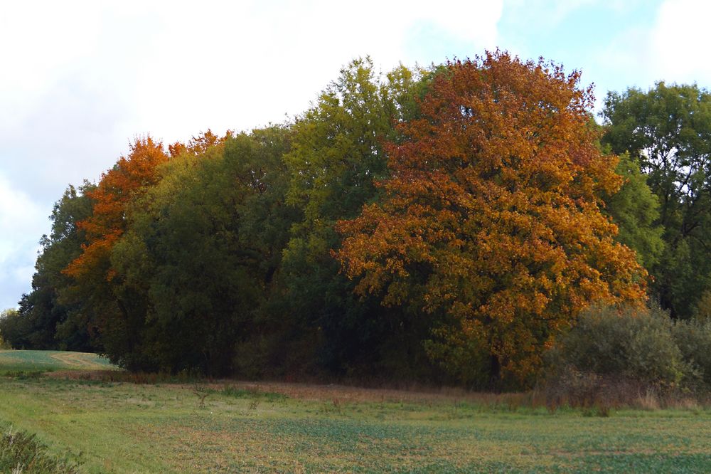 Herbstgruß