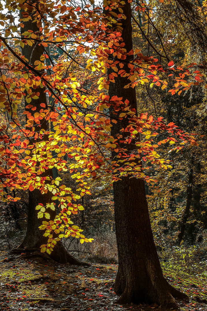 Herbstgruß