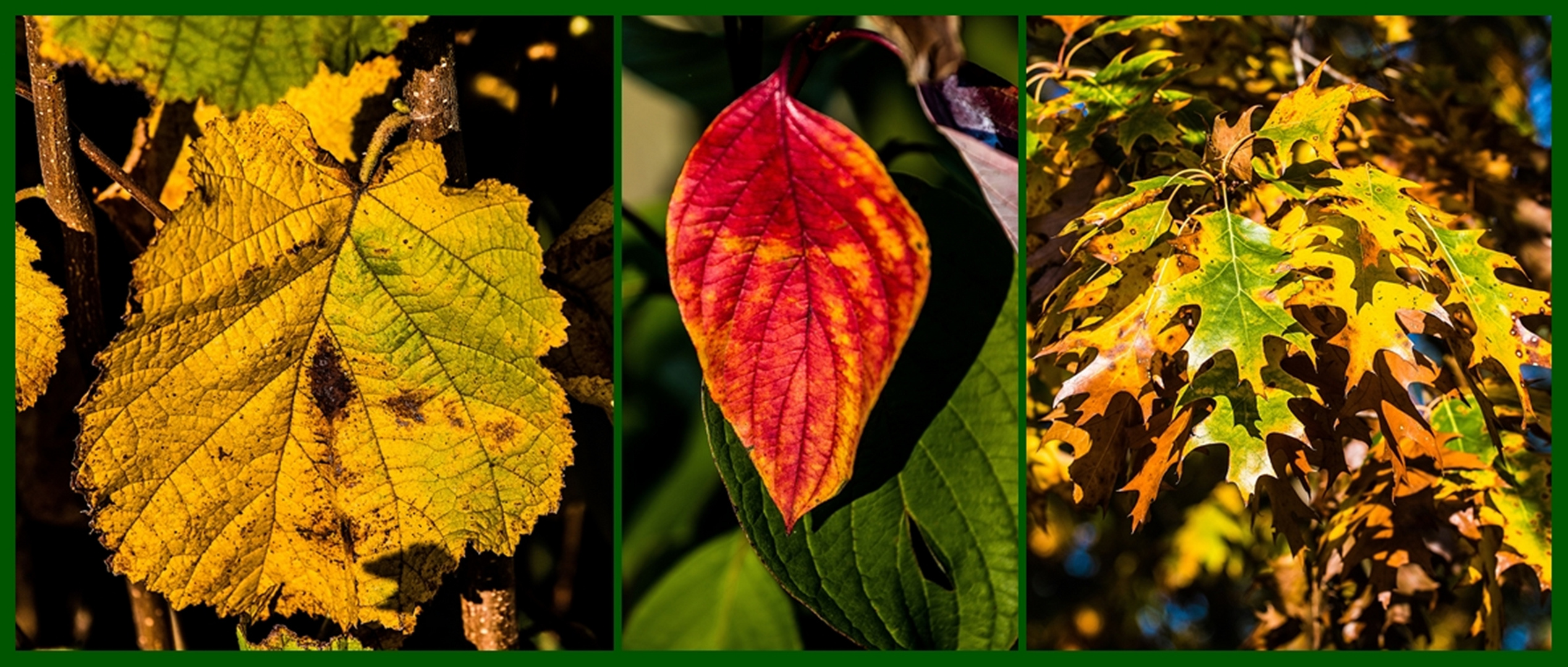 Herbstgruß ..