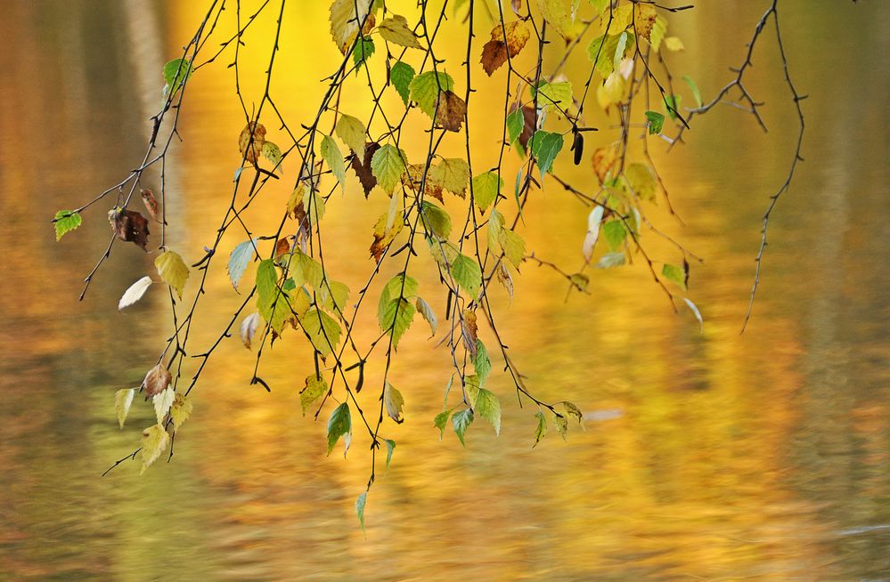 herbst.gruß