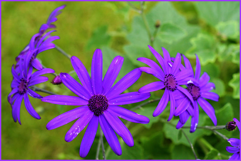 Herbstgruß einer Frühlingsblume