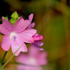 Herbstgruss