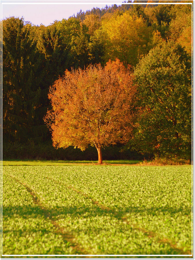 Herbstgruss II.