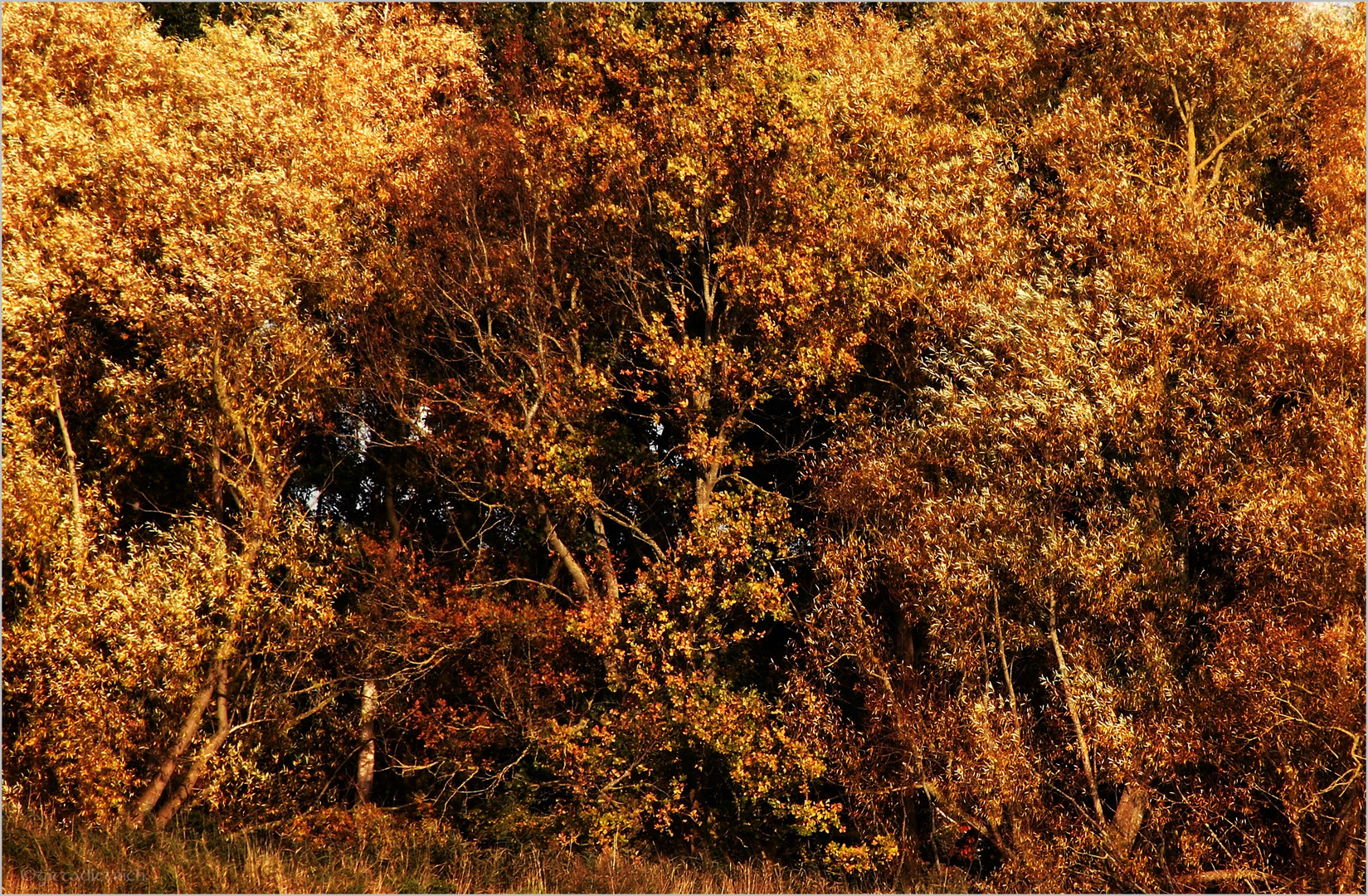 herbstgülden