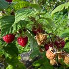 Herbsthimbeeren