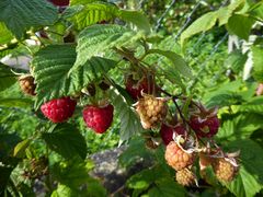 Herbsthimbeeren