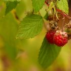 Herbsthimbeeren