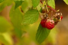 Herbsthimbeeren