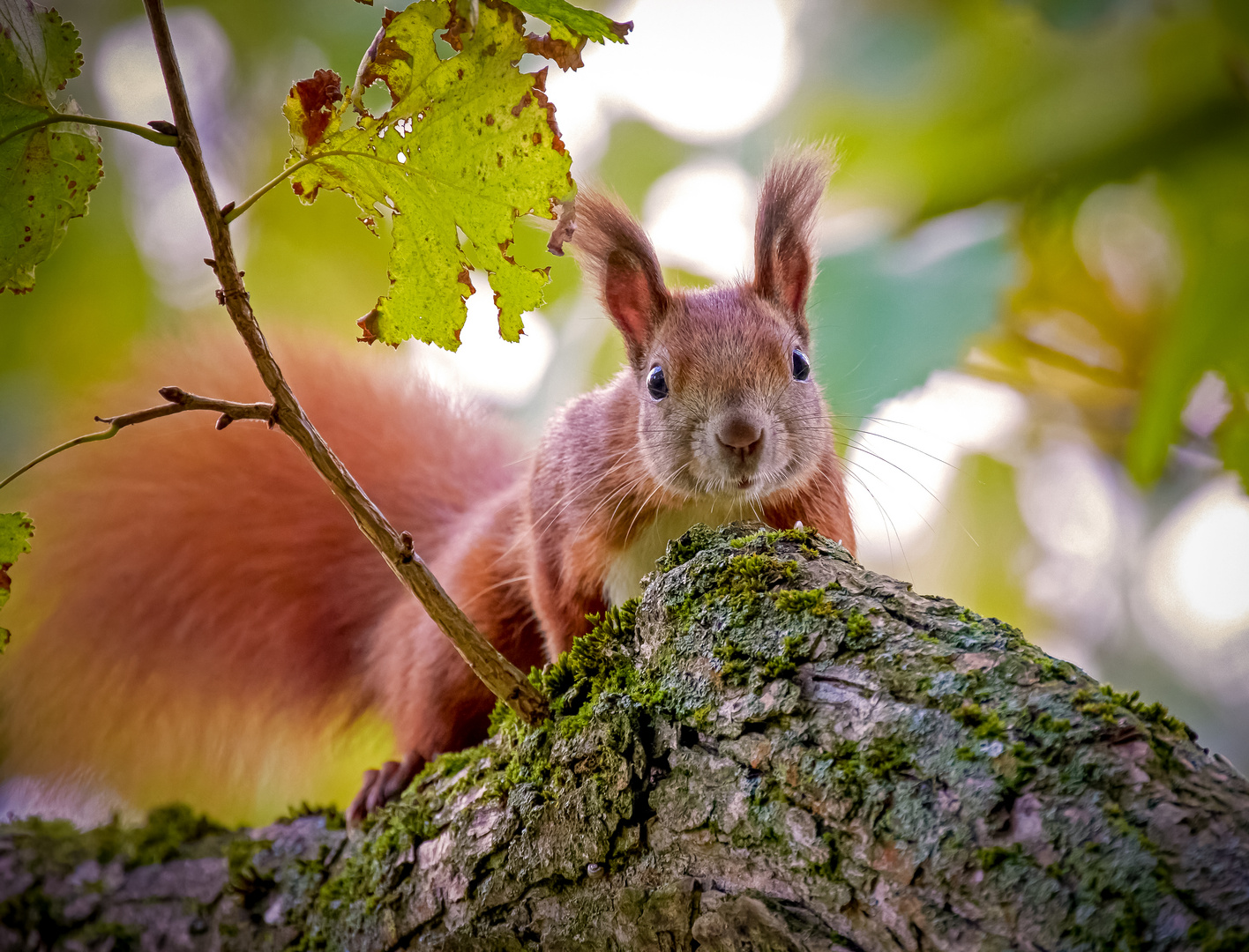 Herbsthörnchen