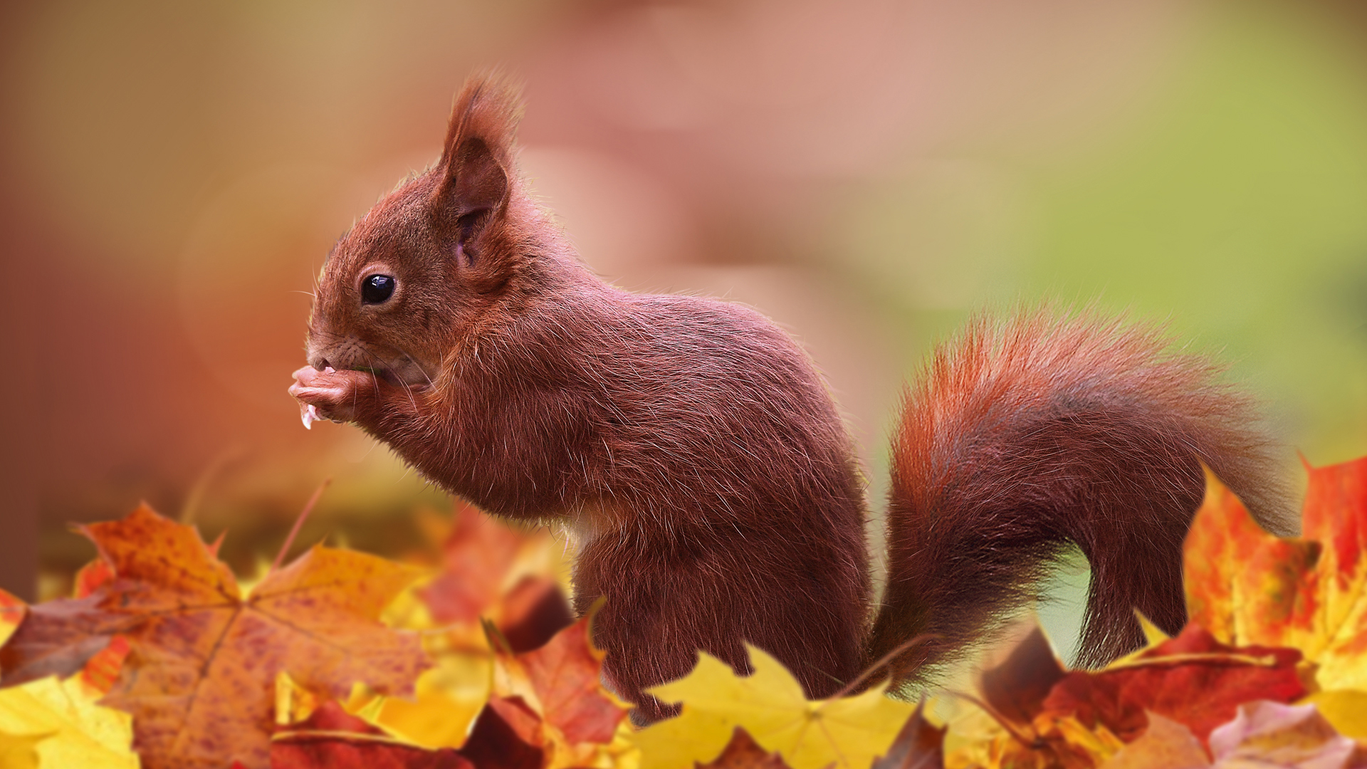 Herbsthörnchen Foto & Bild | wald, eichhörnchen, natur Bilder auf