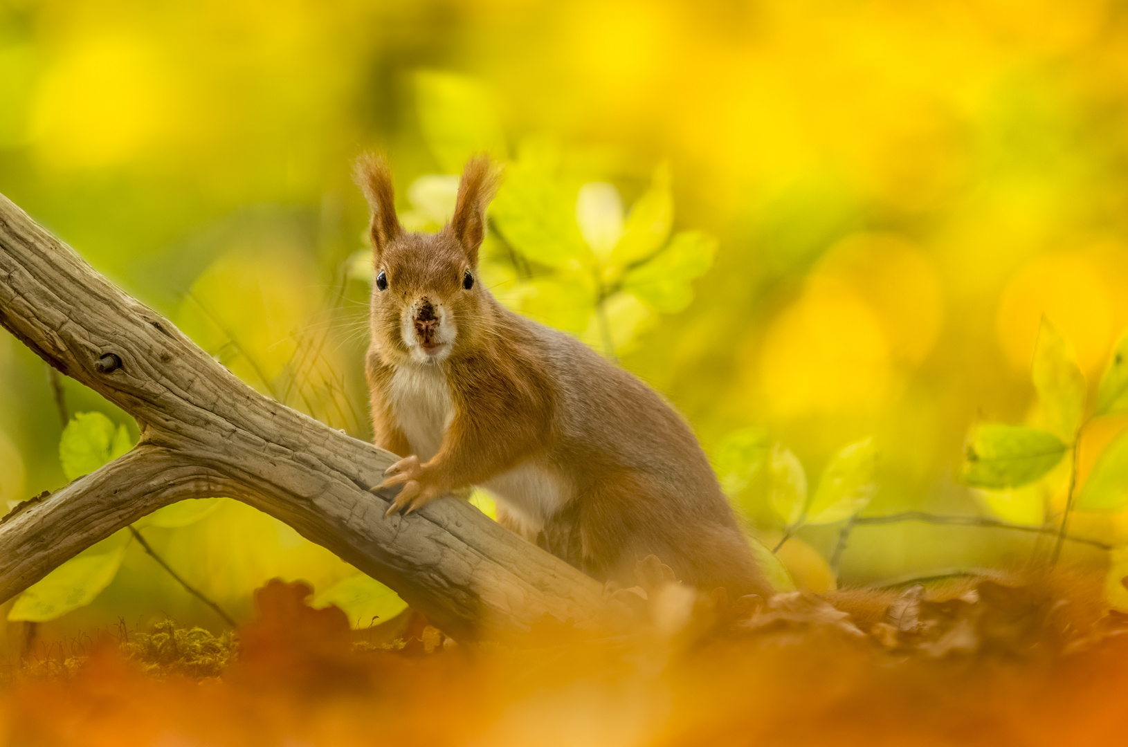 Herbsthörnchen