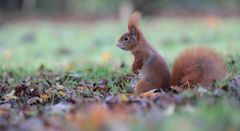 Herbsthörnchen