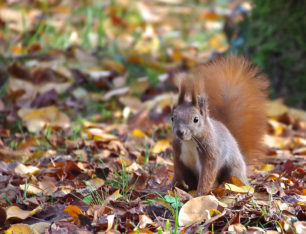 Herbsthörnchen