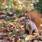 Herbsthörnchen