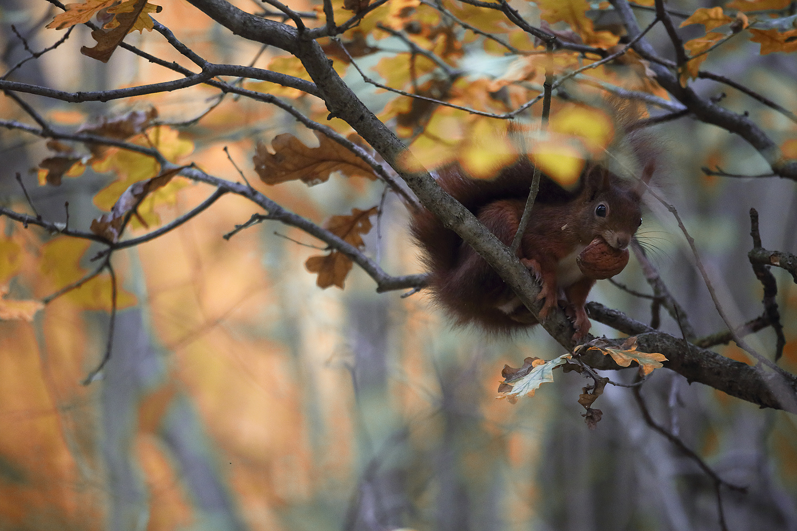 Herbsthörnchen