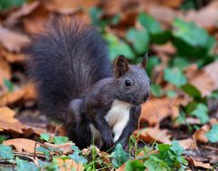 Herbsthörnchen