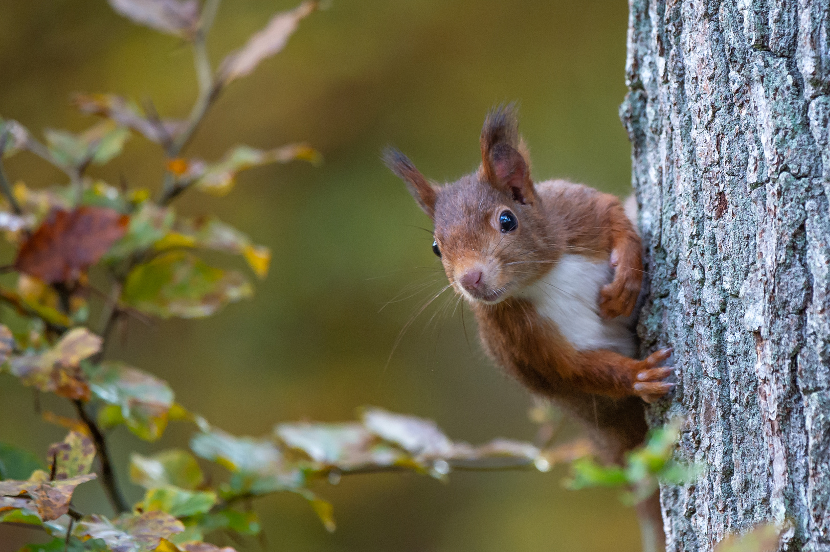 Herbsthörnchen