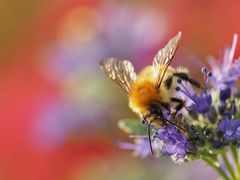 Herbst.Hummel.Bunt.