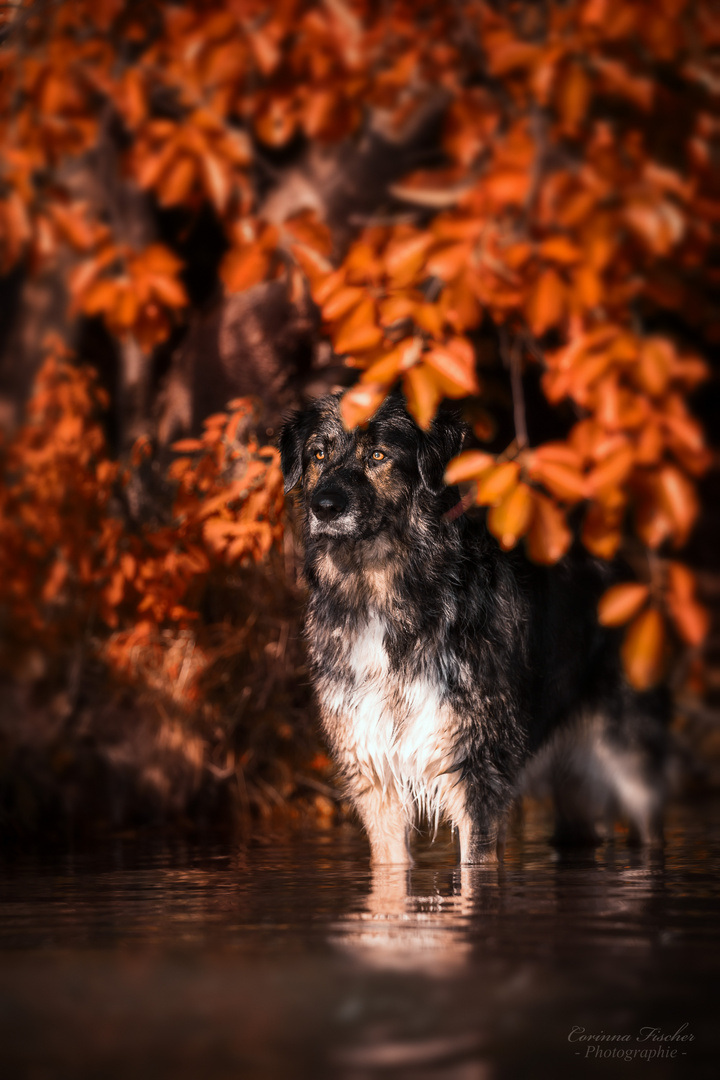 * Herbsthund *