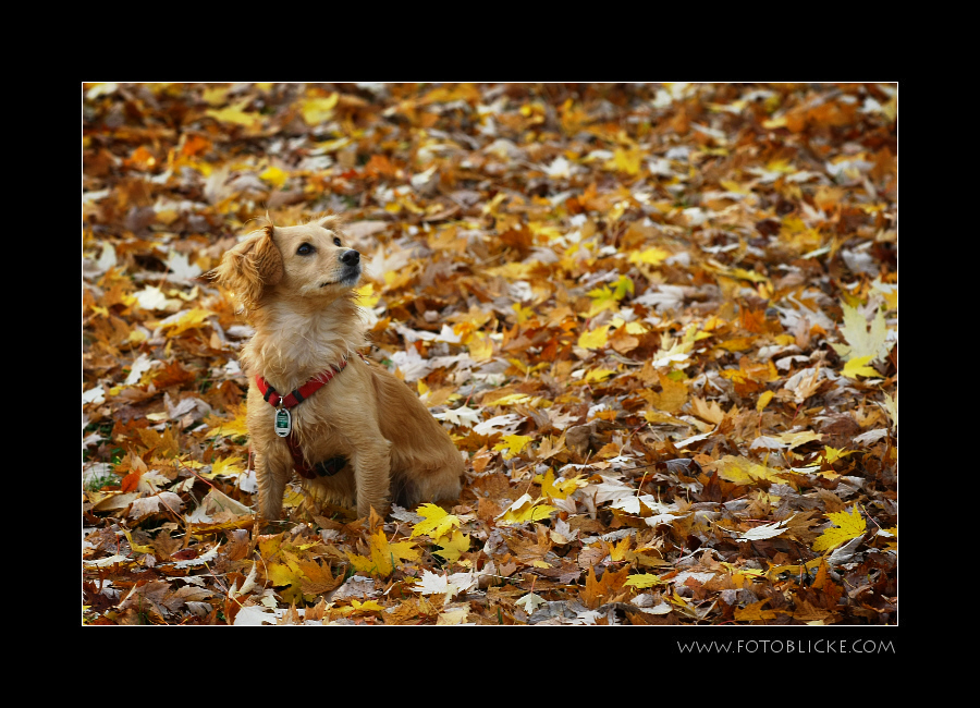 Herbsthund