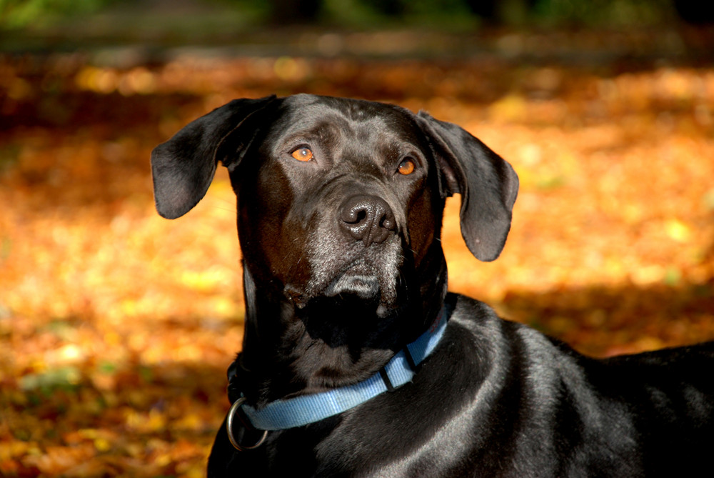 Herbst_Hund