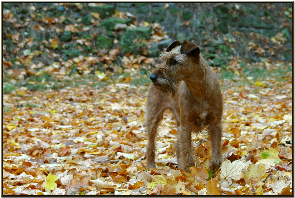 Herbsthund Stella
