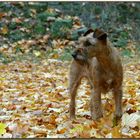 Herbsthund Stella