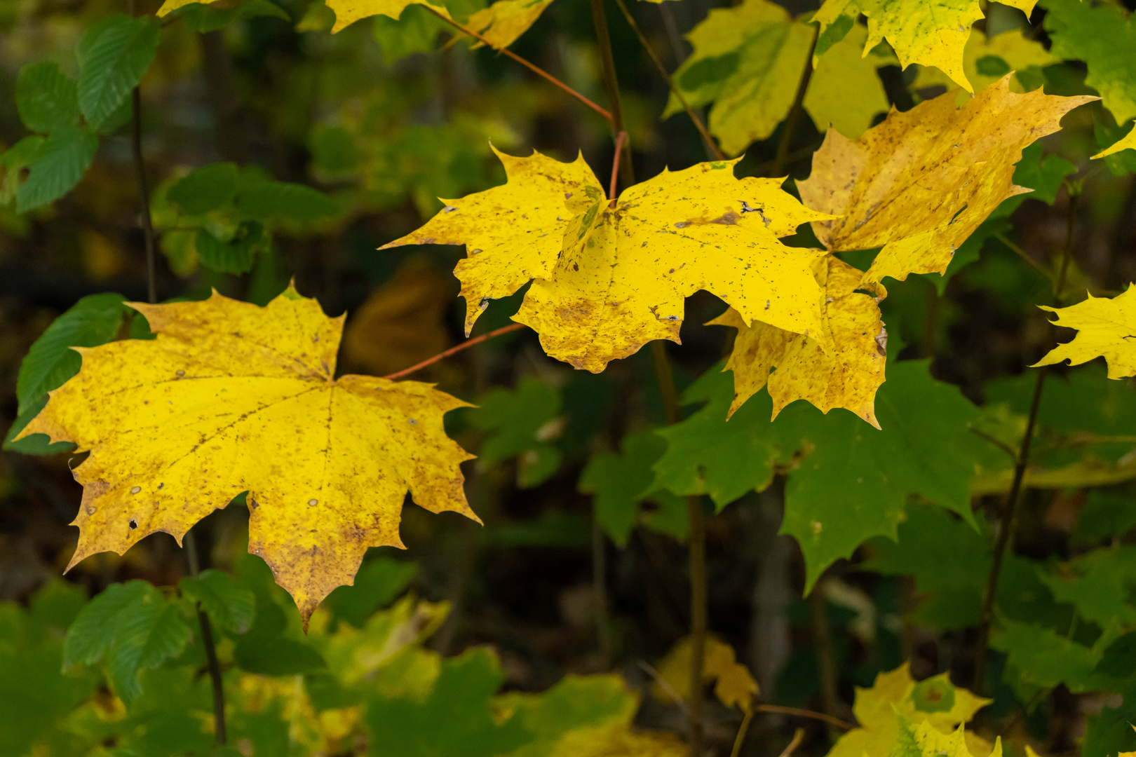 Herbstich