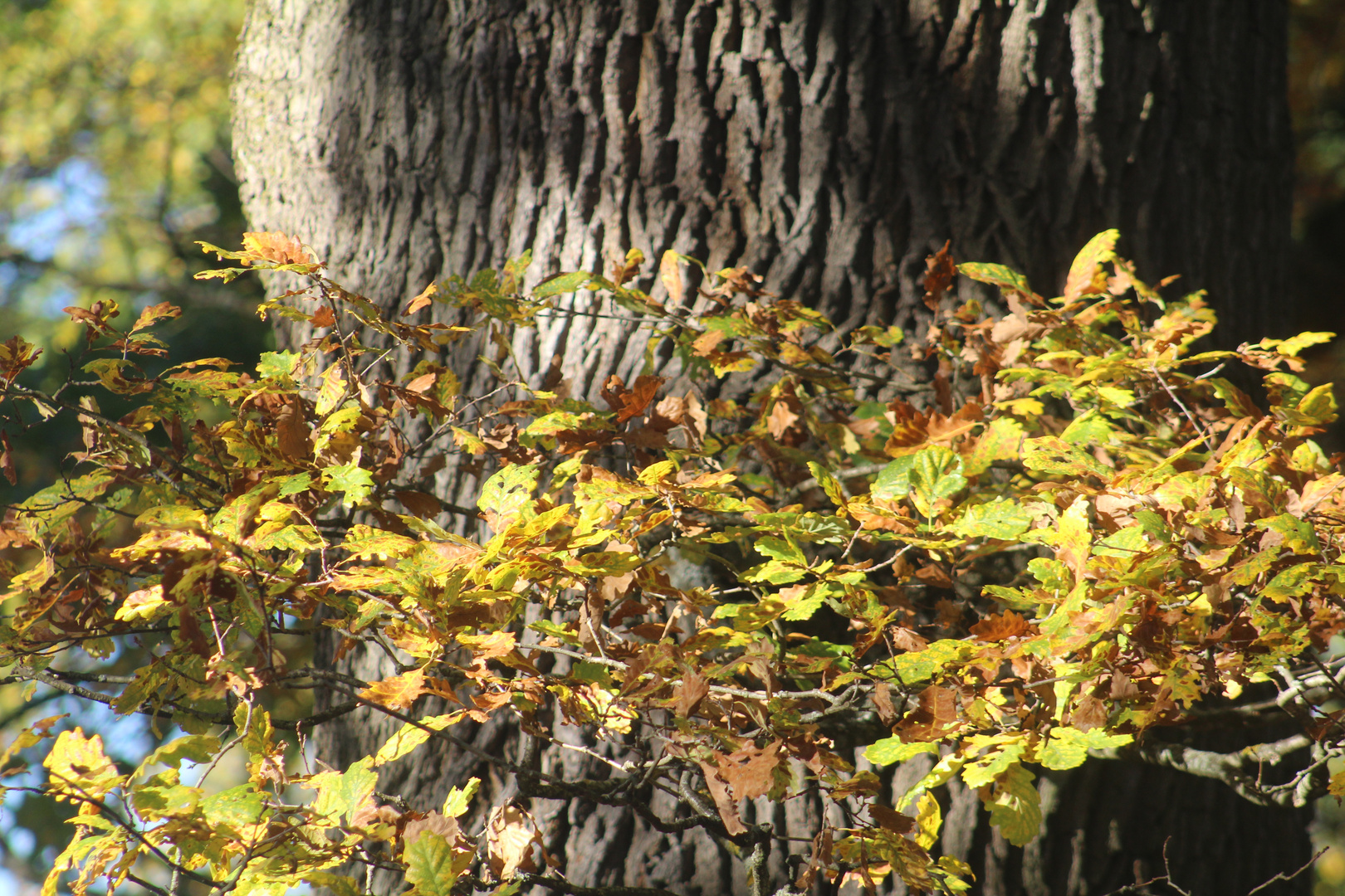 herbstich geschmückt ....