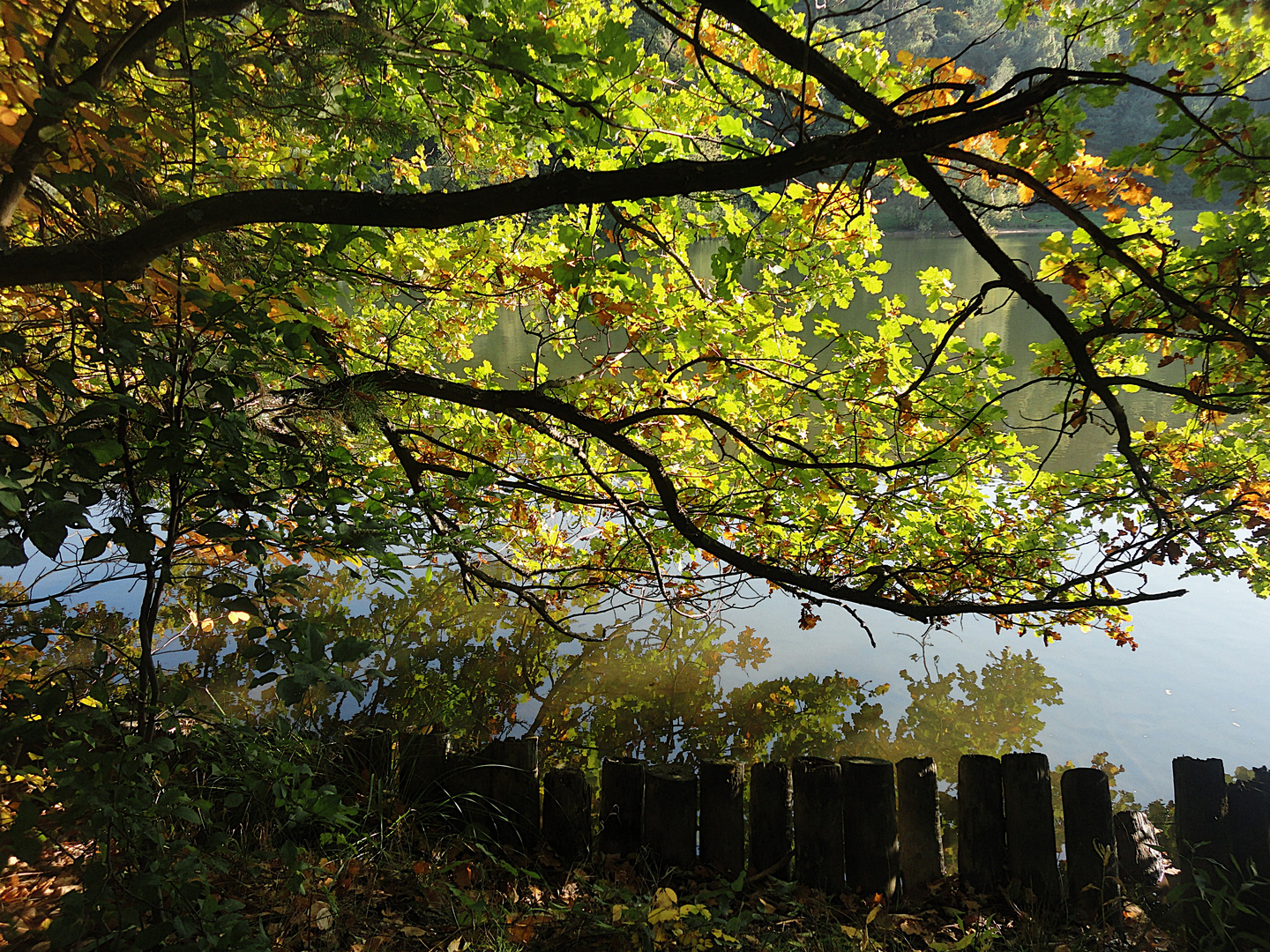 Herbstidylle am Blechhammerweiher