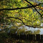 Herbstidylle am Blechhammerweiher