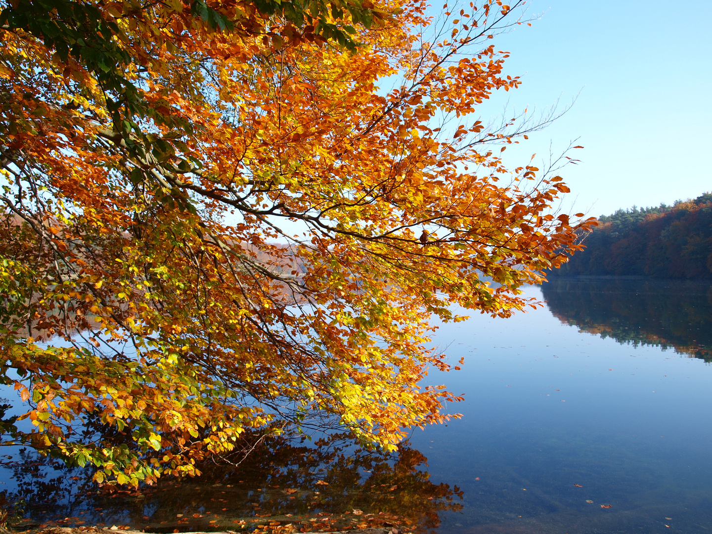 Herbstidylle am Liepnitzsee