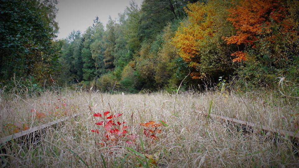 Herbstidylle an stillgelegter Bahnstrecke in Sachsen