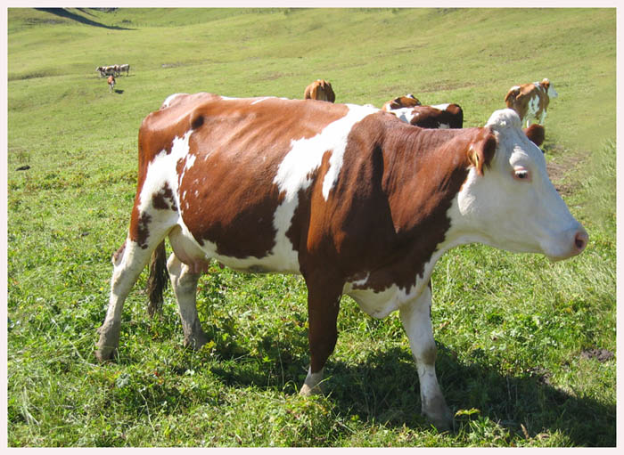 Herbstidylle auf der Alm