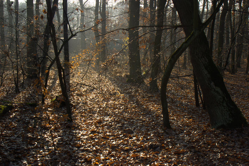 Herbstimmung ....