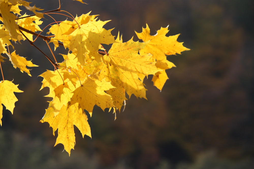 Herbstimmung