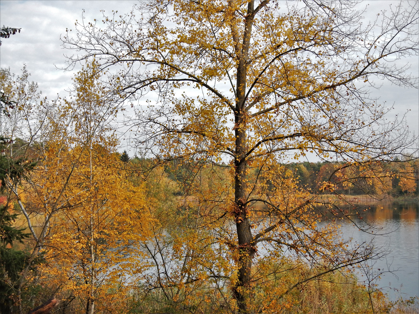 Herbstimmung am Anglersee in Hockenheim