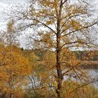 Herbstimmung am Anglersee in Hockenheim