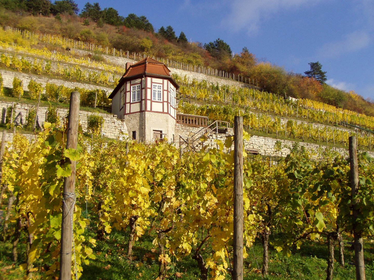 Herbstimmung im Weinberg